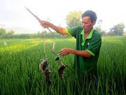 Sở Nông nghiệp và PTNT: Tăng cường công tác phòng, chống diệt chuột bảo vệ cây trồng vụ Đông Xuân 2023-2024